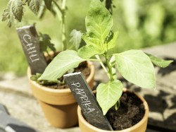 Schieferkaertchen im Topf_1600x1200